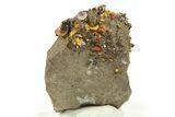 Colorful Agate Pseudomorph After Gastropods - Colorado #264695-2